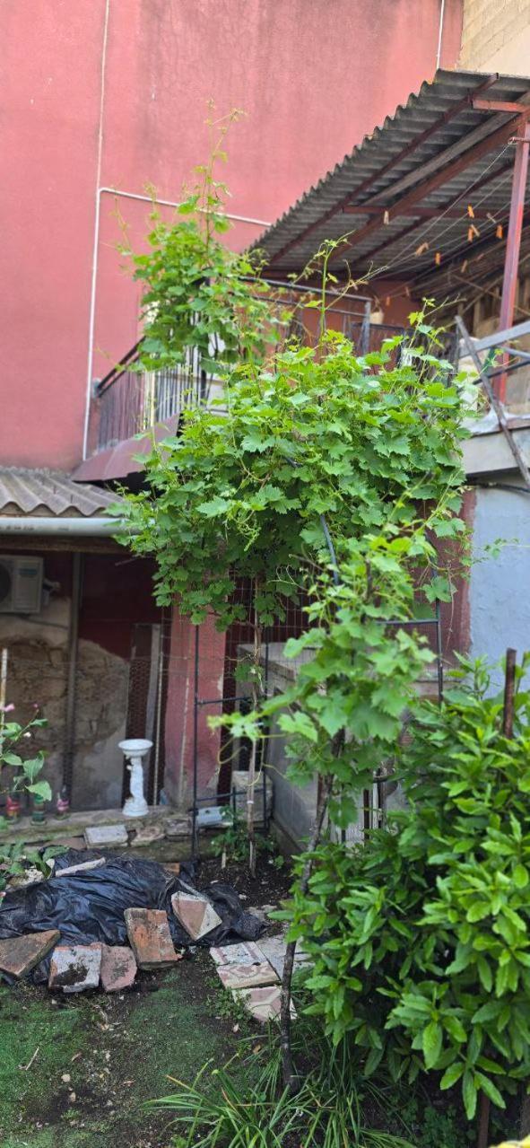 Appartamento In Casa Con Cortili Ad Arbus - Sardegna Exteriér fotografie